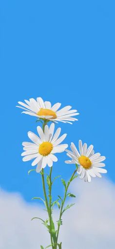 three white daisies in a vase with blue sky background