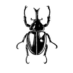 a black and white drawing of a beetle