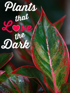 some red and green leaves with the words plants that love the dark