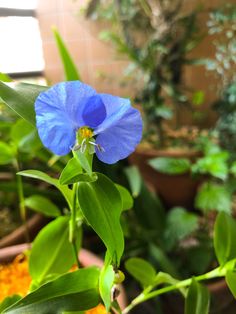 a blue flower with green leaves in the foreground and potted plants in the background