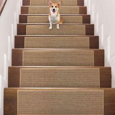 a small dog standing on top of a set of stairs with carpet covering the floor