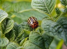 a striped beetle sitting on top of a green leafy plant with leaves around it