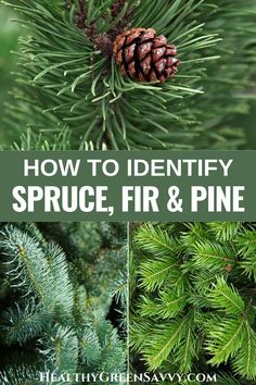 how to identify spruce, fir and pine trees