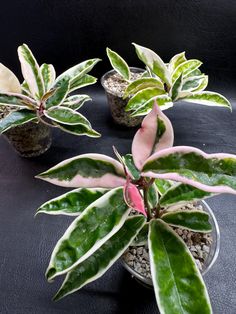 three potted plants with pink and green leaves in them on a black table top