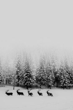 black and white photograph of reindeers in the snow with pine trees behind them on a foggy day