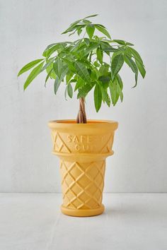 a small plant in a yellow plastic pot