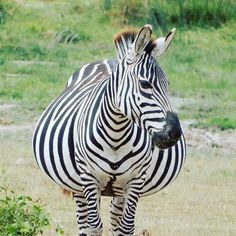 a zebra standing on top of a grass covered field