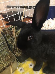 a small black rabbit sitting on top of hay