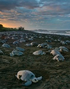 there are many dead animals laying on the beach near the water's edge at sunset