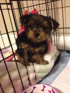 a small dog sitting in a cage next to a bowl