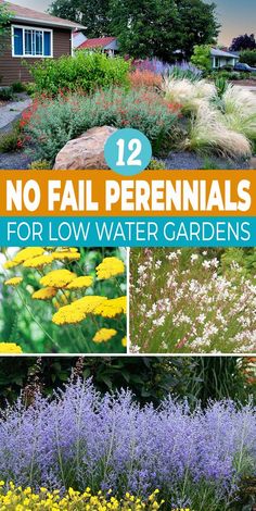 several different types of flowers and plants with the title 12 no fail perennials for low water gardens