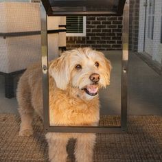 a dog is looking through a screen door