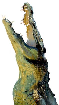 the head and neck of an alligator with its mouth open