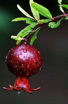 a close up of a plant with water droplets on it