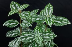 a close up of a green and white plant with snow on it's leaves