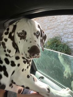 a dalmatian dog sitting in the passenger seat of a car