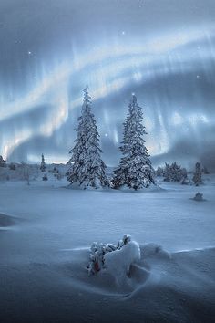 the aurora bore is visible in the sky above snow covered trees and evergreens on a cloudy day