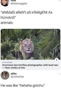 two tweets with an image of a lion in the middle one says animals aren't as intelligent as humans