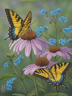 two yellow butterflies on purple flowers with blue forgeter daisies in the foreground