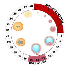 the menstrual cycle is shown in red, white and blue with numbers on it