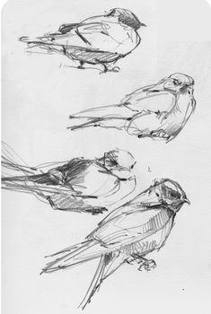 three birds sitting on top of each other near one another, sketched in black and white