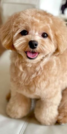 a small brown dog sitting on top of a white couch