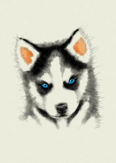 a husky dog with blue eyes and orange ears art print by duckyboom