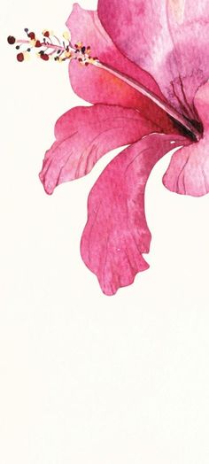 a pink flower on a white background with watercolors in the bottom right corner