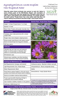 an information sheet with pictures of flowers and plants in purple colors, including the words