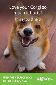 a brown and white dog sitting on top of a wooden floor with the caption love your corgi so much it hurts