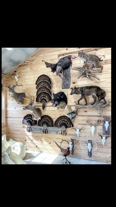 there are many animals on the wall in this room with deer heads and antelope