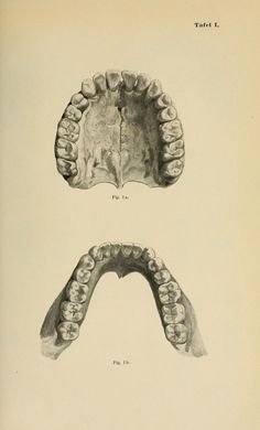 an old book with two different views of teeth