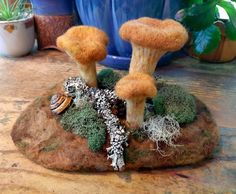 two small mushrooms sitting on top of a rock covered in moss and lichens