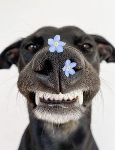 a black dog with blue flowers on his nose