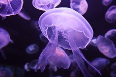 purple jellyfish swimming in an aquarium tank