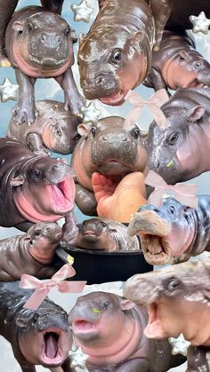 several hippos with their mouths open in front of the camera and stars around them