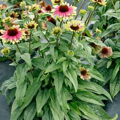 many different types of flowers growing in a garden area with dark green leaves and brown centers