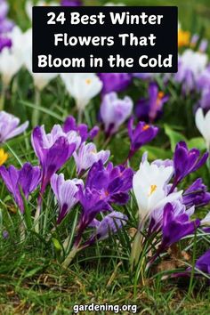 purple and white flowers in the grass with text that reads, 24 best winter flowers that bloom in the cold