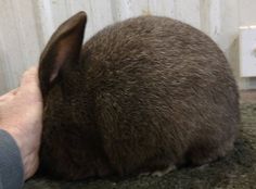 a person is petting a brown rabbit on the floor in front of a white wall