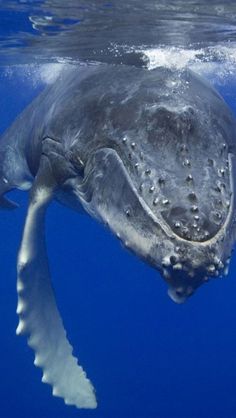 a large gray whale swimming in the ocean