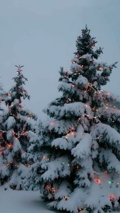 three trees covered in snow with lights on them