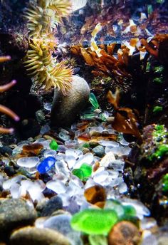 an underwater scene with sea plants and rocks