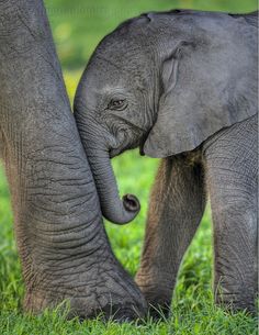 two elephants standing next to each other on a lush green field