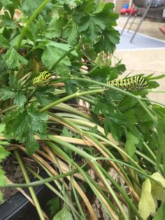 a caterpillar crawling on the leaves of a plant in front of a house