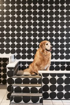 a golden retriever sitting on some steps in front of a black and white wall