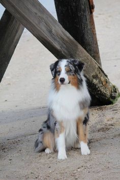 a dog is sitting on the sand under a wooden structure and looking at the camera