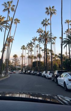 cars parked in a parking lot with palm trees lining the street and blue sky above