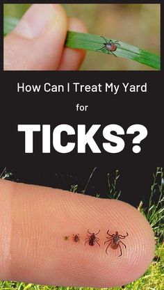 two ticks on a finger with the words how can i treat my yard for ticks?