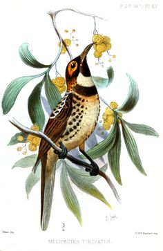 a bird sitting on top of a tree branch with yellow flowers in it's beak