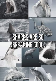 Sharks are so silly bro Shark Person, Aesthetic Shark, Sharks Cute, Silly Shark, Sharks Funny, So Silly